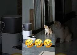 Enlace a Gatos sorprendidos por el comedero automático