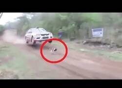 Enlace a Este rally saltó por encima de un perro