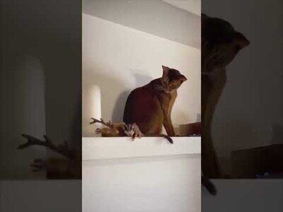 La reacción de este gato al ver volar a su amiguito