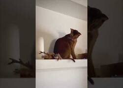 Enlace a La reacción de este gato al ver volar a su amiguito