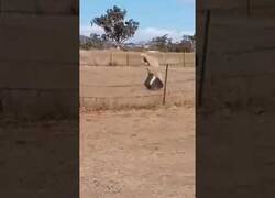 Enlace a Pelea entre un cubo y una oveja y va ganando el cubo