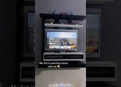 Enlace a Cuando tus peces se ponen a ver la peli contigo