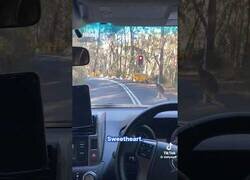 Enlace a Este responsable canguro respeta los semáforos