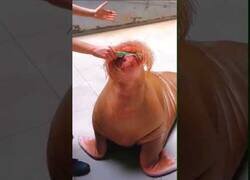 Enlace a ¿Alguna vez habías visto una morsa tocando la harmónica?