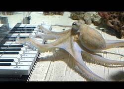 Enlace a Enseñando a un pulpo a tocar el piano
