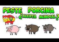 Enlace a ¿Qué está pasando con la peste porcina en España?