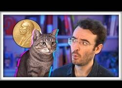 Enlace a El gato de Schrödinger pero de verdad