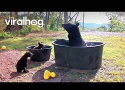 Enlace a Familia de osos se toman un relajante baño