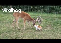 Enlace a Este gato y este ciervo son inseparables