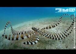 Enlace a Pulpo real imita a un pulpo robot