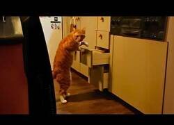 Enlace a Gatos naranjas fuera de contexto