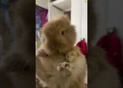 Enlace a Conejos conejeando