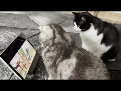 Tengo a los gatos entretenidos viendo Tom & Jerry