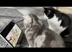 Enlace a Tengo a los gatos entretenidos viendo Tom & Jerry