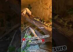 Enlace a Nunca te fíes de una serpiente