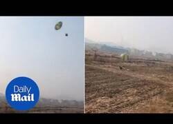 Enlace a Esta gallina vivió la experiencia de su vida