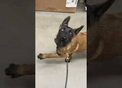 Enlace a El Malinois no es una raza de perro cualquiera