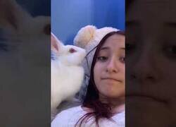 Enlace a El conejo peluquero