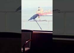 Enlace a Este cuervo no quería hacer dos viajes