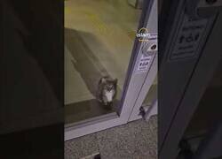 Enlace a La policía acude a la alarma de un banco y descubre que 'el ladrón' era un gato atrapado