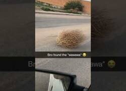 Enlace a Cuando te encuentras un 'wawawa'