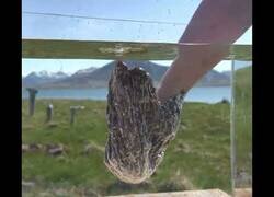 Enlace a Así repele el agua el plumaje de los patos