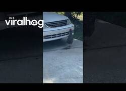 Enlace a Tengo a un pollo lavándome el coche