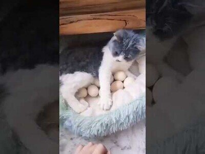 El gato que se creía pollo