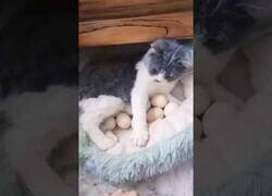 Enlace a El gato que se creía pollo