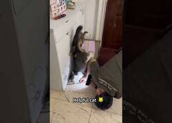 Enlace a Gatos ayudando a humanos