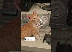 Enlace a Esta empresa tiene contratado a un gato como gerente de apoyo emocional