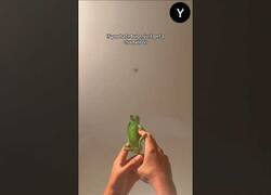 Enlace a Si odias los bichos necesitas un camaleón