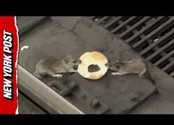 Enlace a Dos ratas se pelean por medio bagel en la estación de metro de Nueva York