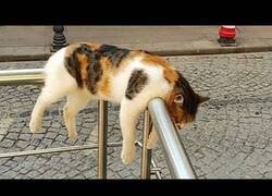 Enlace a Gatos durmiendo en lugares y posiciones extrañas