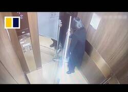 Enlace a Esta mujer quedó atrapada en el ascensor de la manera más absurda