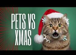 Enlace a Mascotas que tienen algo en contra de la Navidad