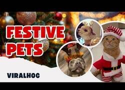 Enlace a Ya es Navidad también para las mascotas