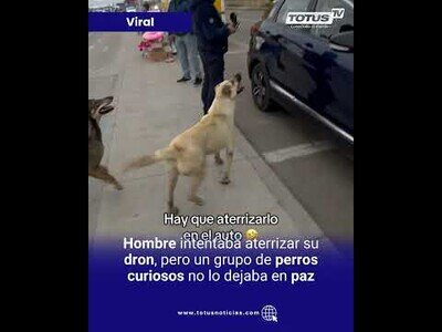 Cuando intentas aterrizar tu dron pero los perros no te dejan