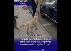 Enlace a Cuando intentas aterrizar tu dron pero los perros no te dejan