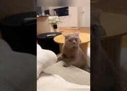 Enlace a La reacción de los gatos al oler los pies de sus dueños