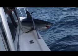 Enlace a Tiburón salta encima de un yate y queda atascado