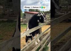 Enlace a Nunca le saques la lengua a una cabra