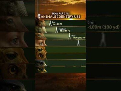 ¿A qué distancia pueden los animales reconocer a humanos?