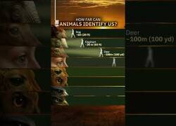 Enlace a ¿A qué distancia pueden los animales reconocer a humanos?