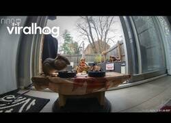 Enlace a Preparando desayuno para las ardillas