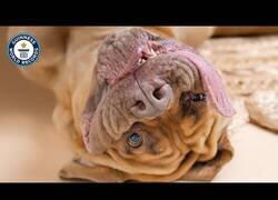 Enlace a El perro con la lengua más larga del mundo