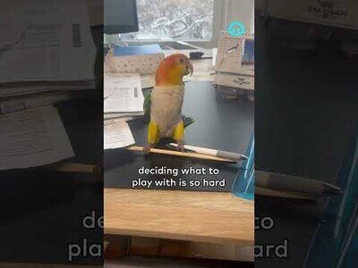 Mi loro no sabe con qué jugar