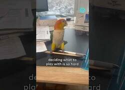 Enlace a Mi loro no sabe con qué jugar