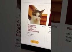 Enlace a El mejor nombre posible para un gato