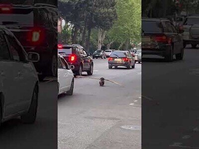 Un perro con un palo detiene el tráfico